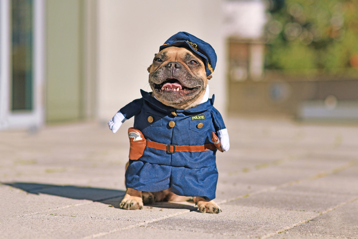 French Bulldog dog in police officer costume